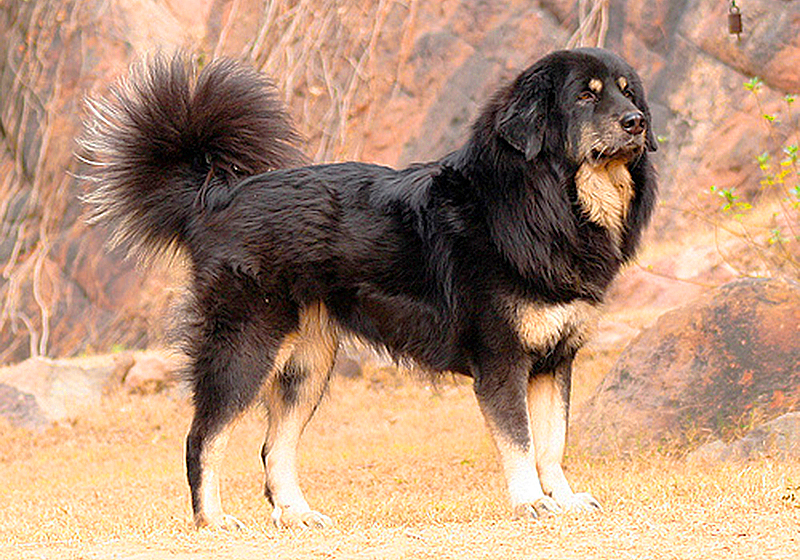 tibetan mastiff attack tiger