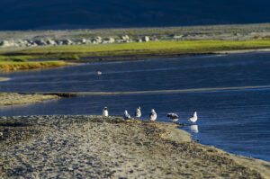 birds flocking near the lake