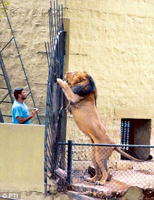 mysore-zoo-incident
