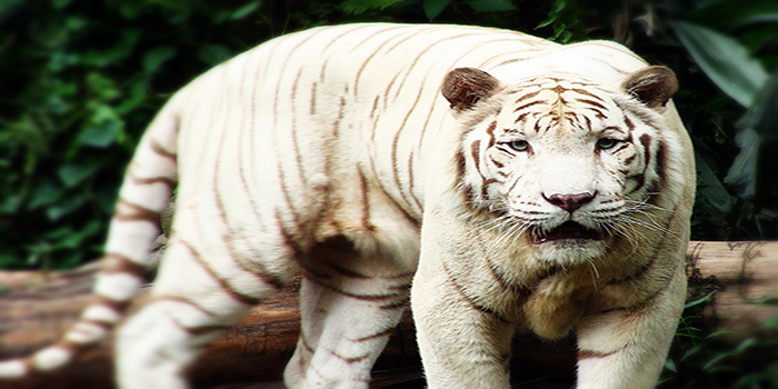 white-tiger-delhi-zoo-incident