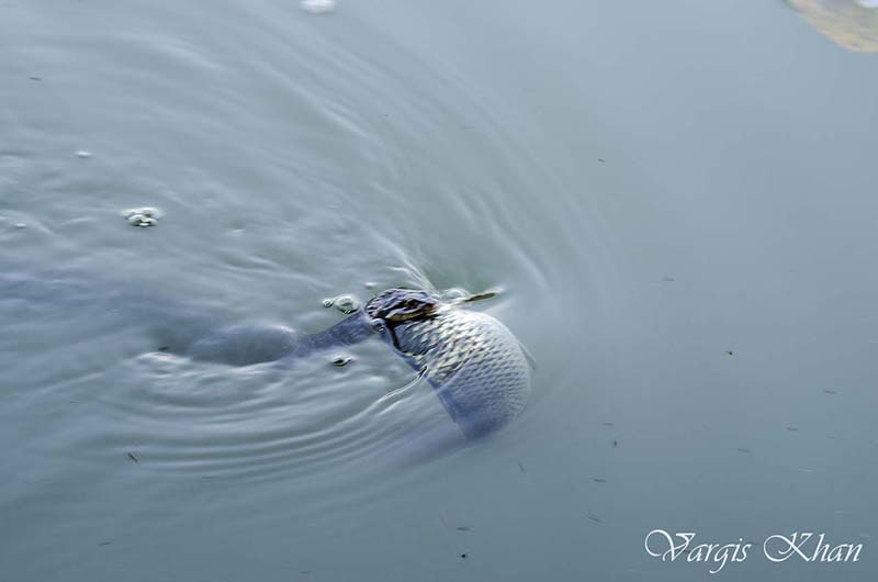 snake-catching-fish-in-karna-lake-1