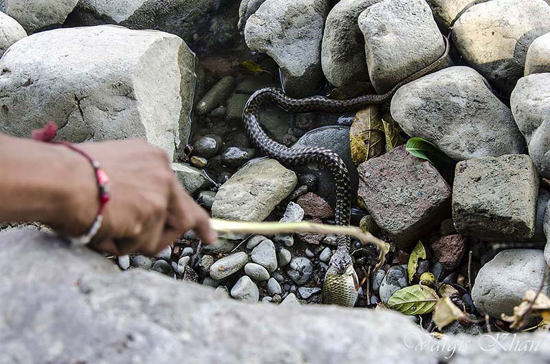 snake-catching-fish-in-karna-lake-4