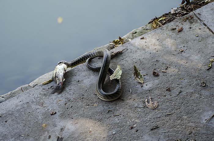 snake-catching-fish-in-karna-lake-6