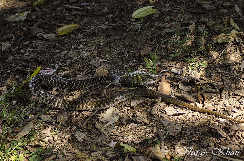 snake-catching-fish-in-karna-lake-7