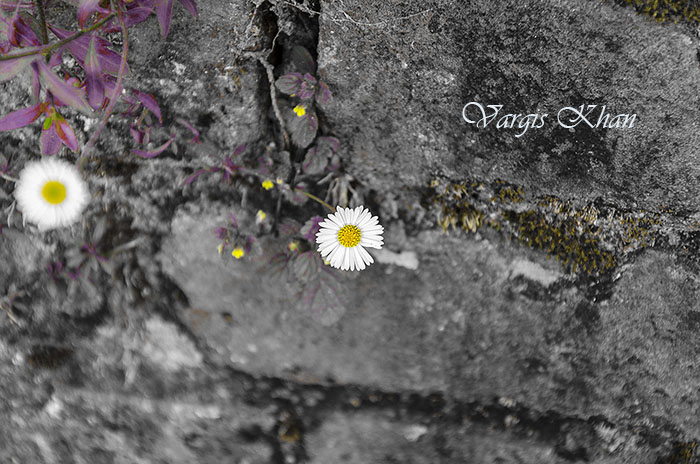 vargis-khan-flower-photography-1