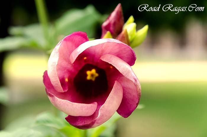 photography-walk-at-lodi-gardens-20