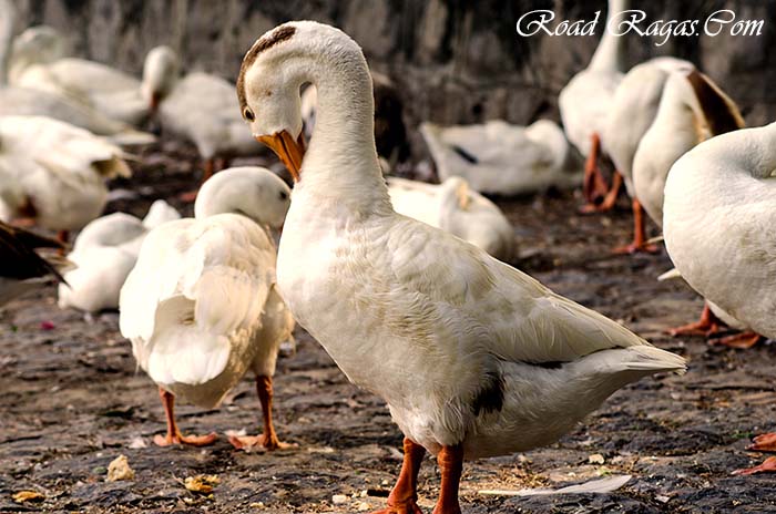 photography-walk-at-lodi-gardens-25