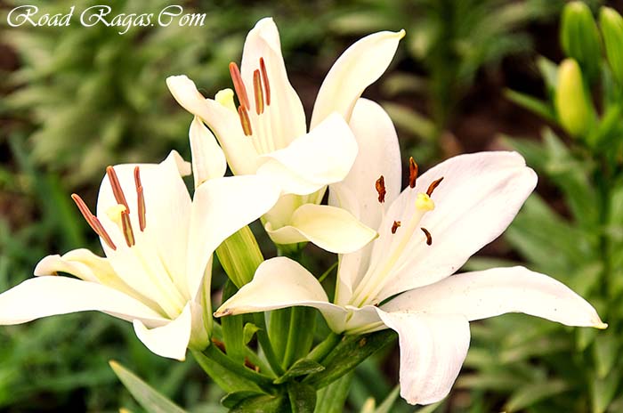 photography-walk-at-lodi-gardens-3