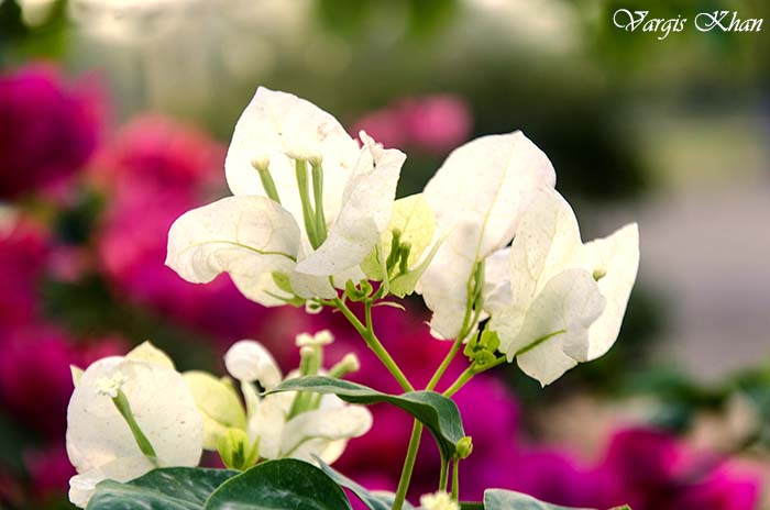 flowers-at-india-gate-1