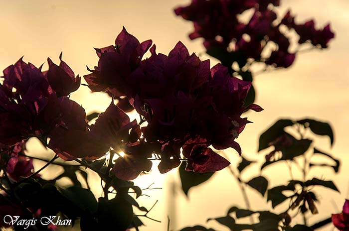 flowers-at-india-gate-2