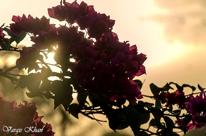 flowers-at-india-gate-3