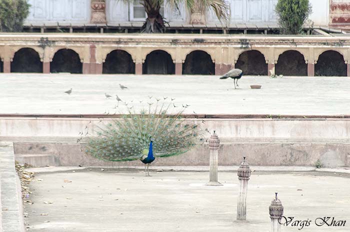 photography-at-safdarjung-tomb-5