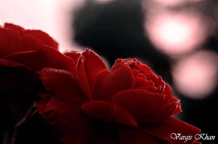 flowers-macro-photography-vargis-khan-5