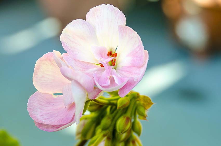 flower on the roof