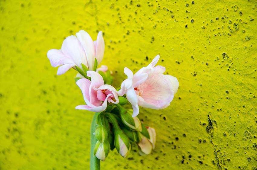 flower on the roof