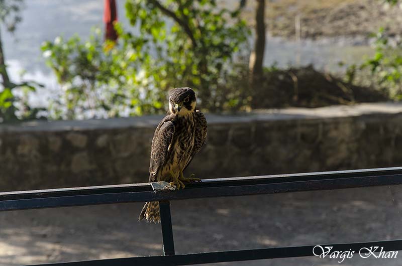 pet falcon