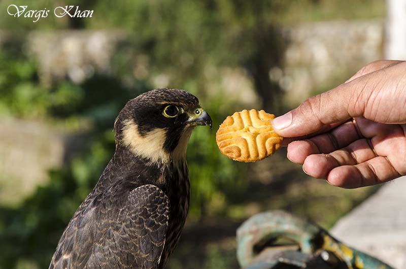 pet falcon