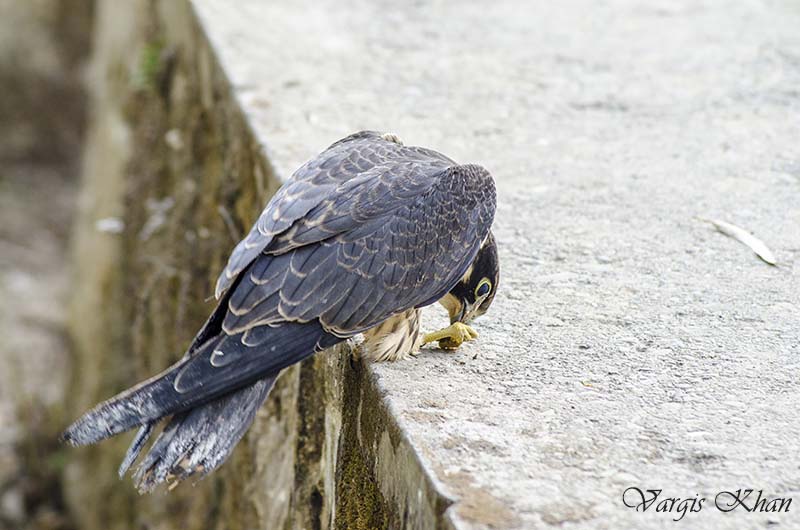 pet falcon