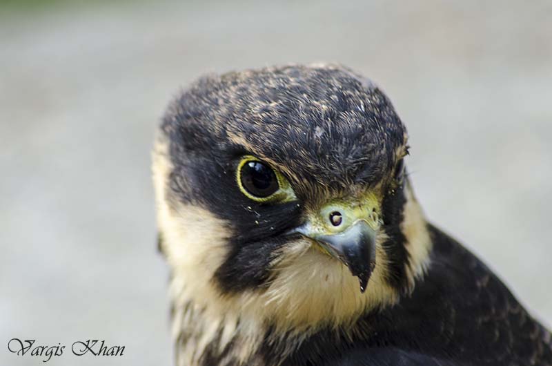 pet falcon