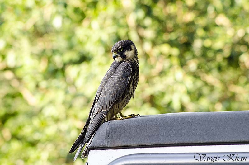 pet falcon