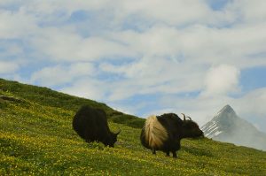 yaks at rohtang pass
