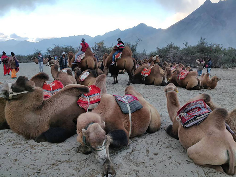 camels in hunder