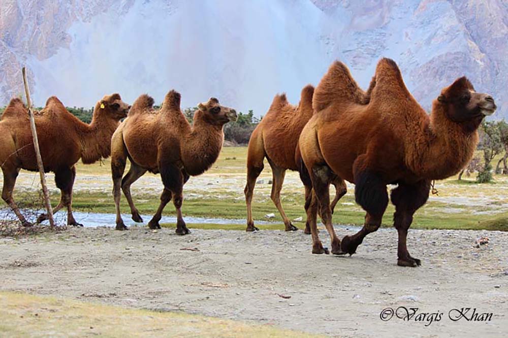 bactrian camels