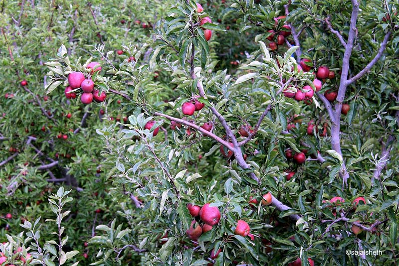 apple orchards