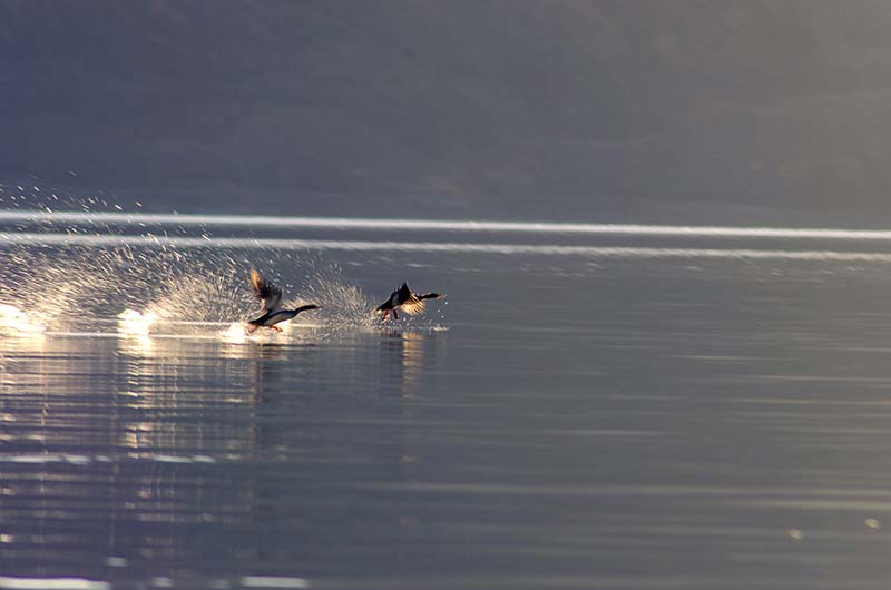 morning at pangong lake