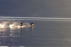 pangong lake birds