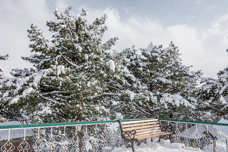 snowfall in auli