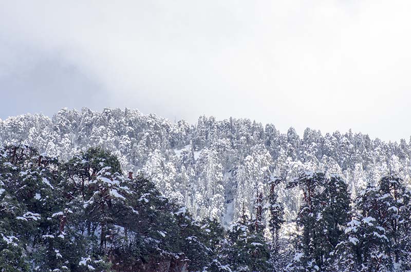 snow covered views