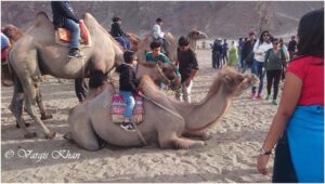 bactrian camels in nubra valley