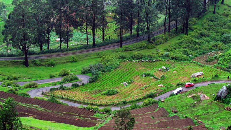 tea plantations in mysore coorg ooty