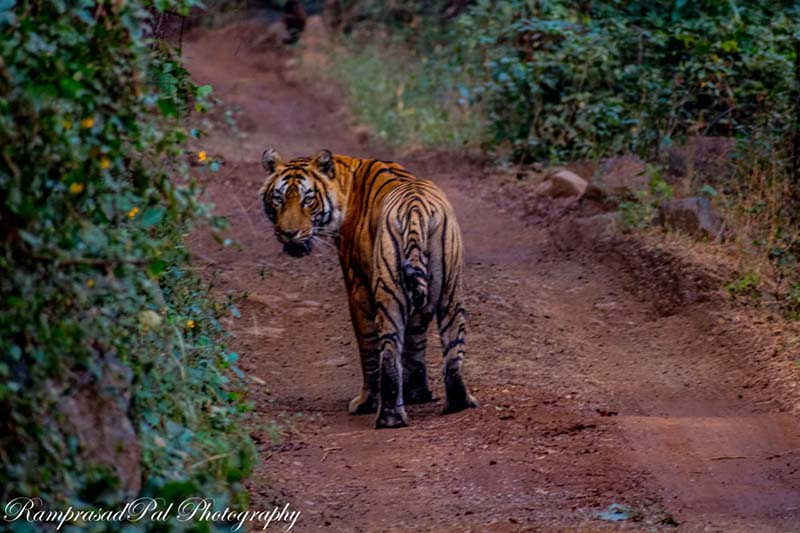 Tiger Sighting in Ranthambore Tiger Reserve