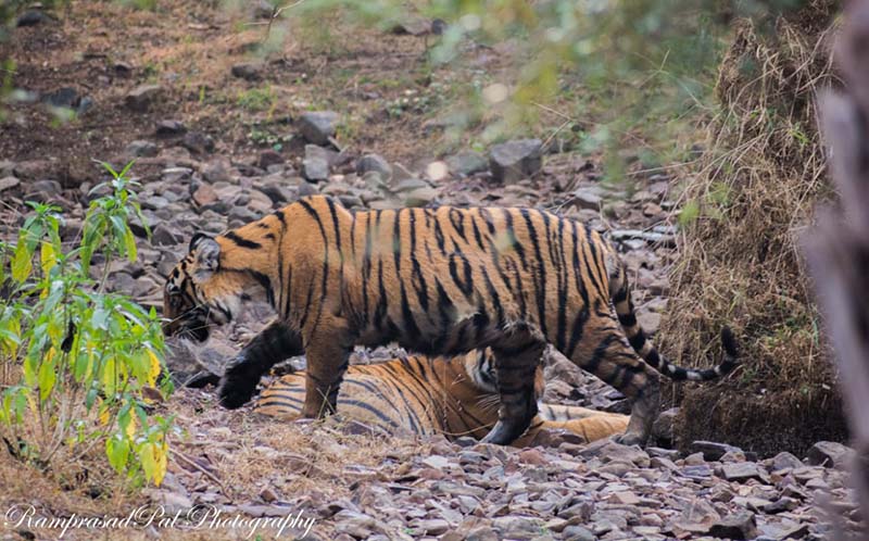 Tiger Sighting in Ranthambore Tiger Reserve