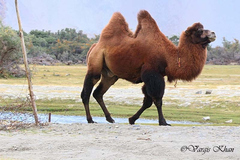 bactrian-two-hump-camel-nubra-valley-ladakh-1 - Vargis Khan