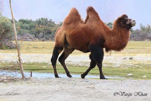 bactrian camel