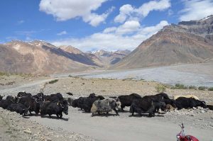 yaks in spiti valley