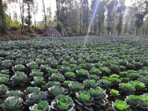 cabbage plantation