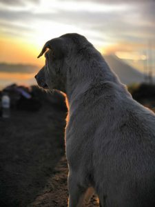 a dog at mount batur