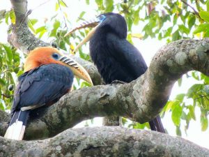 hornbill bird in darjeeling