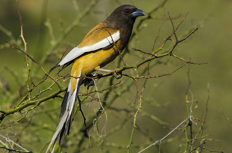 bird watching in chaukori