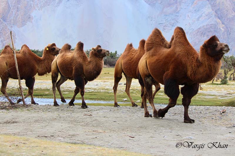 Double Hump Camel Ladakh