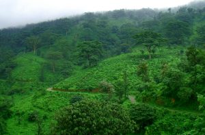 lush green mountains