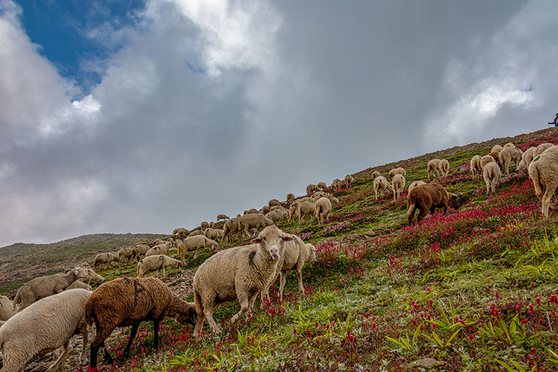 bhrigu lake