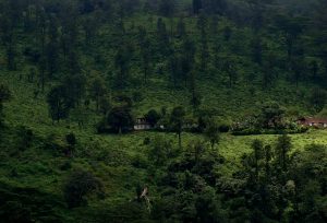 bonacaud haunted bungalow
