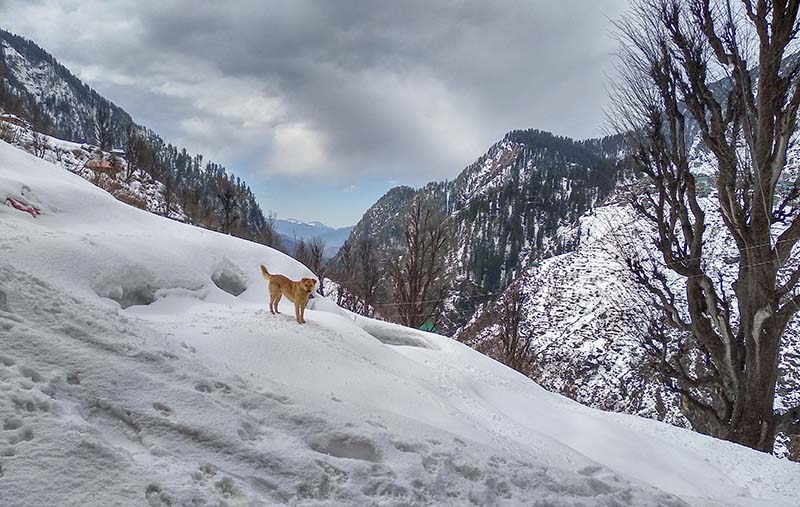snowfall in parvati valley