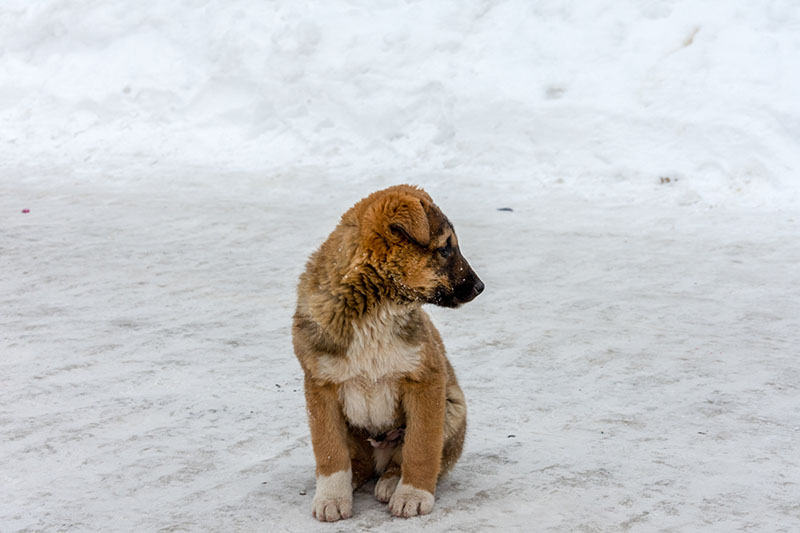 small puppy after snowfall