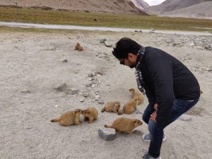 marmots at pangong
